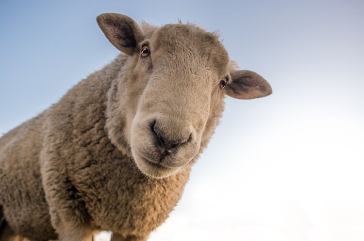 Schapen kunnen elkaars gezichten herkennen en zelfs die van mensen! Ze onthouden gezichten wel twee jaar lang.